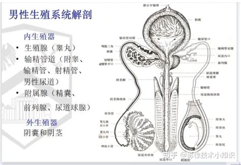 男生生殖器